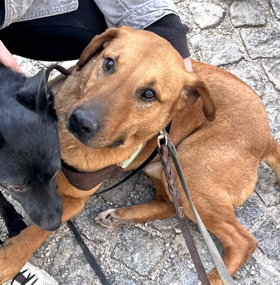 OBERON - sehr freundlich und gutmütig, menschenorientiert, intelligent, kuschelt gern, Mischling (Video auf HP) - Betreuungsplatz OÖ - Rüde