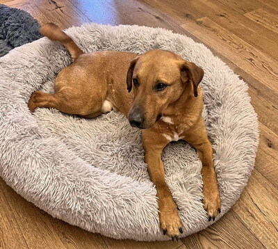 OBERON - sehr freundlich und gutmütig, menschenorientiert, intelligent, kuschelt gern, Mischling (Video auf HP) - Betreuungsplatz OÖ - Rüde