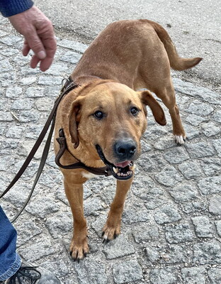 OBERON - sehr freundlich und gutmütig, menschenorientiert, intelligent, kuschelt gern, Mischling (Video auf HP) - Betreuungsplatz OÖ - Rüde
