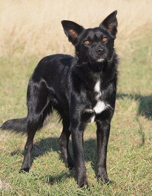 OCTAVIA - sehr anhänglich, freundlich, interessiert, gelehrig, lebhaft, anfangs etwas ängstlich, Mischling - Hündin