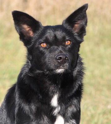 OCTAVIA - sehr anhänglich, freundlich, interessiert, gelehrig, lebhaft, anfangs etwas ängstlich, Mischling - Hündin