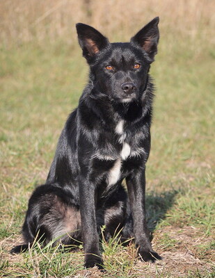 OCTAVIA - sehr anhänglich, freundlich, interessiert, gelehrig, lebhaft, anfangs etwas ängstlich, Mischling - Hündin