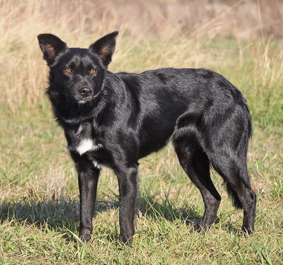 OCTAVIA - sehr anhänglich, freundlich, interessiert, gelehrig, lebhaft, anfangs etwas ängstlich, Mischling - Hündin