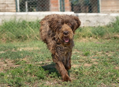 ODIN - NOTFALL!!!!! verspielt, sehr anhänglich, liebt Menschen, verschmust, freundlich, zugänglich, Mischling (Video-Link vorhanden) - Rüde