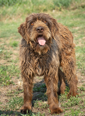 ODIN - NOTFALL!!!!! verspielt, sehr anhänglich, liebt Menschen, verschmust, freundlich, zugänglich