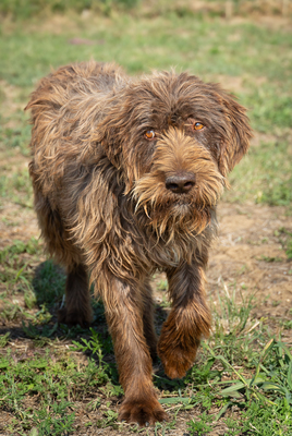 ODIN - NOTFALL!!!!! verspielt, sehr anhänglich, liebt Menschen, verschmust, freundlich, zugänglich, Mischling (Video auf HP) - Rüde