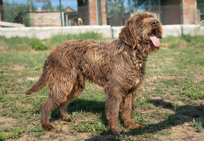 ODIN - NOTFALL!!!!! verspielt, sehr anhänglich, liebt Menschen, verschmust, freundlich, zugänglich, Mischling (Video auf HP) - Rüde