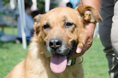 ODIN - SENIOR SUCHT SEINE FAMILIE!!!!! menschenbezogen, sehr freundlich, liebenswürdig, zutraulich, Mischling (Video auf HP) - Betreuungsplatz OÖ - Rüde