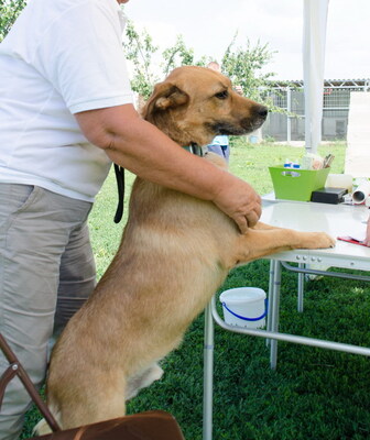 ODIN - SENIOR WARTET SCHON SO LANGE AUF SEINE FAMILIE!!!!! freundlich, aufgeschlossen, intelligent, gelehrig, selbständig, in seltenen Fällen unsicher, Mischling (Video auf HP) - Rüde