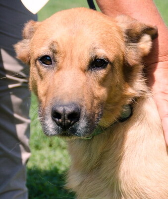 ODIN - SENIOR WARTET SCHON SO LANGE!!!!! freundlich, aufgeschlossen, intelligent, gelehrig, selbständig