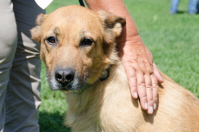 ODIN - SENIOR WARTET SCHON SO LANGE!!!!! freundlich, aufgeschlossen, intelligent, gelehrig, selbständig, in seltenen Fällen unsicher, Mischling (Video auf HP) - Betreuungsplatz OÖ - Rüde