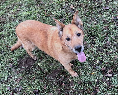 ODIN - SENIOR WARTET SCHON SO LANGE!!!!! menschenbezogen, sehr freundlich, liebenswürdig, zutraulich, Mischling (Video auf HP) - Betreuungsplatz OÖ - Rüde