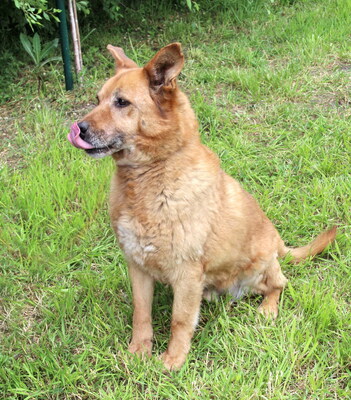 ODIN - SENIOR WARTET SCHON SO LANGE!!!!! menschenbezogen, sehr freundlich, liebenswürdig, zutraulich