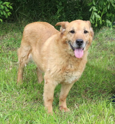 ODIN - SENIOR WARTET SCHON SO LANGE!!!!! menschenbezogen, sehr freundlich, liebenswürdig, zutraulich, Mischling (Video auf HP) - Betreuungsplatz OÖ - Rüde