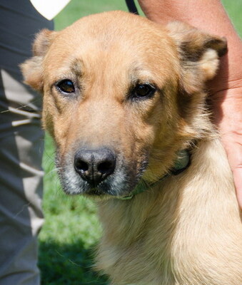 ODIN - SENIOR WARTET SCHON SO LANGE!!!!! menschenbezogen, sehr freundlich, liebenswürdig, zutraulich, Mischling (Video auf HP) - Betreuungsplatz OÖ - Rüde