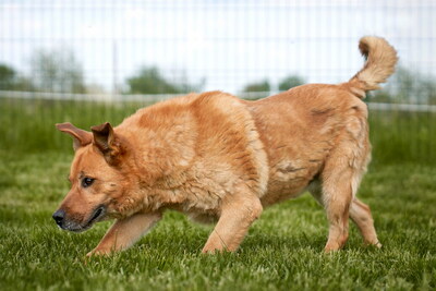 ODIN - WER GIBT UNSEREM SENIOR ENDLICH EINE CHANCE????? freundlich, aufgeschlossen, intelligent, gelehrig, selbständig, in seltenen Fällen unsicher, Mischling (Video auf HP) - Rüde