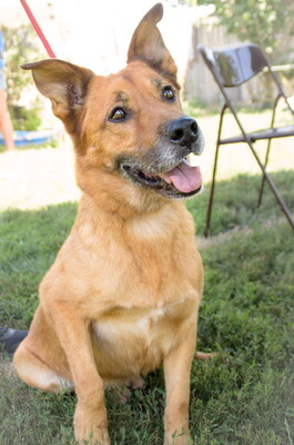 ODIN - WER GIBT UNSEREM SENIOR ENDLICH EINE CHANCE????? freundlich, aufgeschlossen, intelligent, gelehrig, selbständig, in seltenen Fällen unsicher, Mischling (Video auf HP) - Rüde