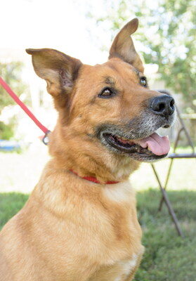 ODIN - WER GIBT UNSEREM SENIOR ENDLICH EINE CHANCE????? freundlich, aufgeschlossen, intelligent, gelehrig, selbständig, in seltenen Fällen unsicher, Mischling (Video auf HP) - Rüde