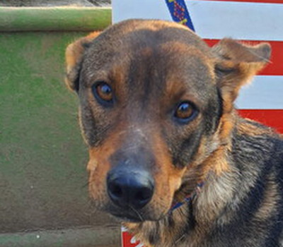 OFENIA, Mischling - Hündin