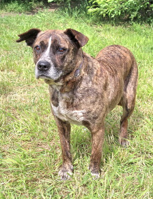 OKRA - R E S E R V I E R T !!!!! WARTET SCHON SO LANGE!!!!! sehr sanft, menschenbezogen und sehr freundlich, aufgeschlossen, klug, anhänglich, nicht zu Katzen