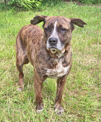 OKRA - R E S E R V I E R T !!!!! WARTET SCHON SO LANGE!!!!! sehr sanft, menschenbezogen und sehr freundlich, aufgeschlossen, klug, anhänglich, nicht zu Katzen, Mischling (Video auf HP) - Hündin