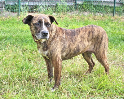 OKRA - R E S E R V I E R T !!!!! WARTET SCHON SO LANGE!!!!! sehr sanft, menschenbezogen und sehr freundlich, aufgeschlossen, klug, anhänglich, nicht zu Katzen, Mischling (Video auf HP) - Hündin