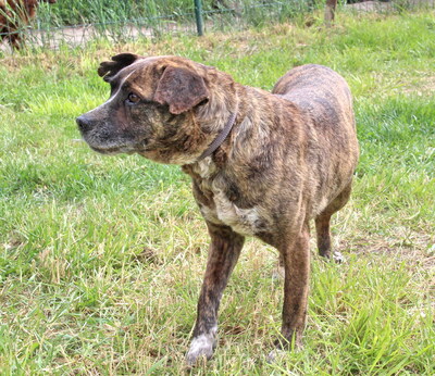 OKRA - R E S E R V I E R T !!!!! WARTET SCHON SO LANGE!!!!! sehr sanft, menschenbezogen und sehr freundlich, aufgeschlossen, klug, anhänglich, nicht zu Katzen, Mischling (Video auf HP) - Hündin