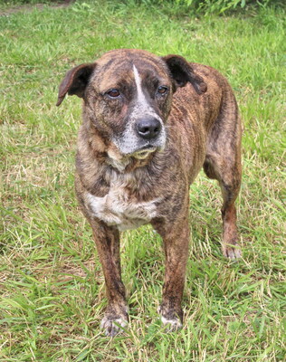 OKRA - WARTET SCHON SO LANGE!!!!! sehr sanft, menschenbezogen und sehr freundlich, aufgeschlossen, klug, anhänglich, nicht zu Katzen, Mischling (Video auf HP) - Hündin