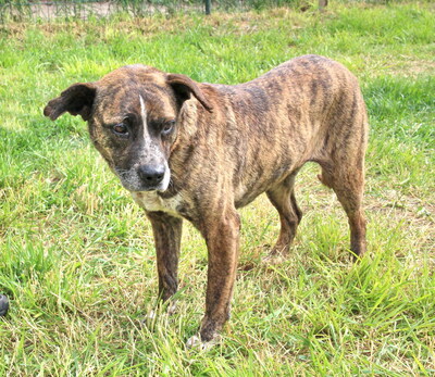 OKRA - WARTET SCHON SO LANGE!!!!! sehr sanft, menschenbezogen und sehr freundlich, aufgeschlossen, klug, anhänglich, nicht zu Katzen, Mischling (Video auf HP) - Hündin