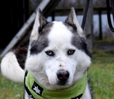 OKTAVIUS, Husky-Mischling - Rüde