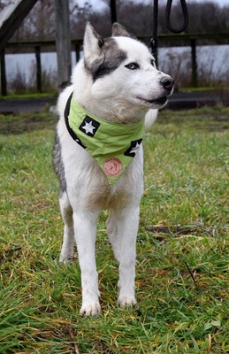 OKTAVIUS, Husky-Mischling - Rüde