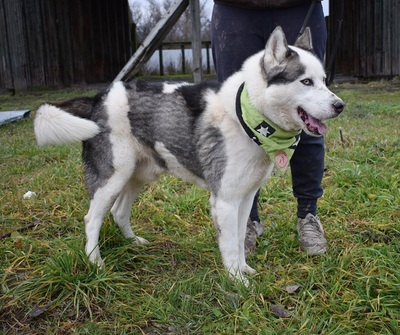 OKTAVIUS, Husky-Mischling - Rüde