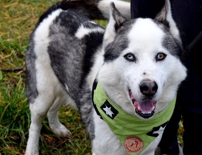 OKTAVIUS, Husky-Mischling - Rüde