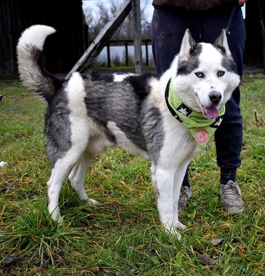 OKTAVIUS, Husky-Mischling - Rüde