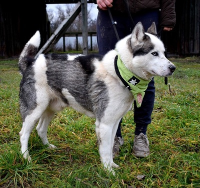 OKTAVIUS, Husky-Mischling - Rüde