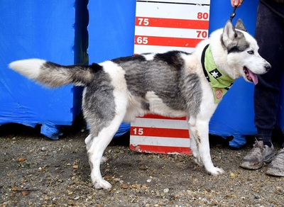 OKTAVIUS, Husky-Mischling - Rüde