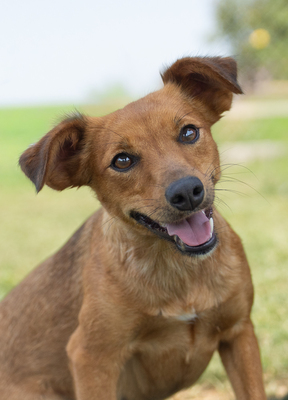 OLGA - R E S E R V I E R T !!!!! sanft, menschenbezogen, verschmust, verspielt, bewegungsfreudig, Mischling (Video-Link vorhanden) - Hündin