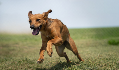 OLGA - R E S E R V I E R T !!!!! sanft, menschenbezogen, verschmust, verspielt, bewegungsfreudig, Mischling (Video-Link vorhanden) - Hündin