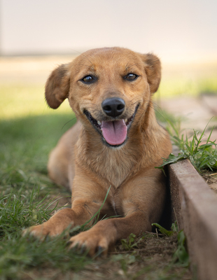 OLGA - sanft, menschenbezogen, verschmust, verspielt, bewegungsfreudig, Mischling (Video-Link vorhanden) - Hündin