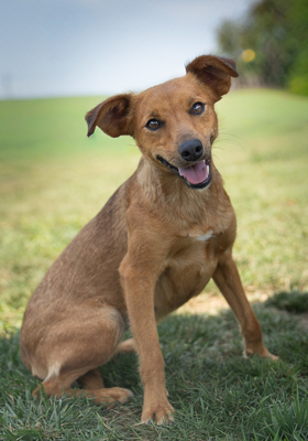 OLGA - sanft, menschenbezogen, verschmust, verspielt, bewegungsfreudig, Mischling (Video-Link vorhanden) - Hündin