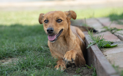 OLGA - sanft, menschenbezogen, verschmust, verspielt, bewegungsfreudig, Mischling (Video-Link vorhanden) - Hündin