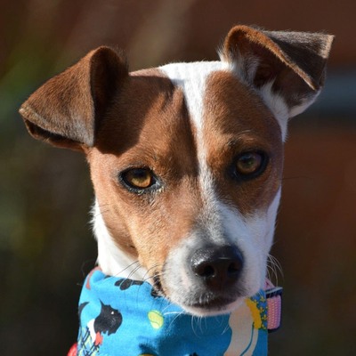 OLIVIA - Linares, Ratonero-Bodeguero-Andaluz-Mischling - kastriert - Hündin