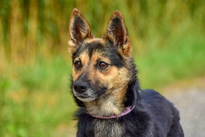 OLIVIA, Mischling - Hündin