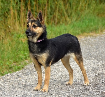OLIVIA, Mischling - Hündin