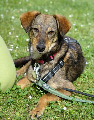 OLLI - R E S E R V I E R T !!!!! freundlich, liebt lange Spaziergänge, sehr anhänglich bei seinen Bezugspersonen, ängstlich bei vielen Menschen, Mischling - Rüde