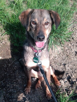 OLLI - R E S E R V I E R T !!!!! freundlich, liebt lange Spaziergänge, sehr anhänglich bei seinen Bezugspersonen, ängstlich bei vielen Menschen, Mischling - Rüde