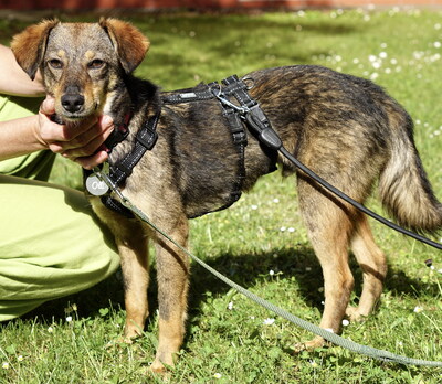 OLLI - R E S E R V I E R T !!!!! freundlich, liebt lange Spaziergänge, sehr anhänglich bei seinen Bezugspersonen, ängstlich bei vielen Menschen, Mischling - Rüde