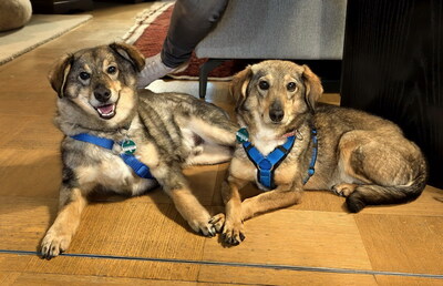OLLI - freundlich, lustig, verspielt, anhänglich, manchmal unsicher, Mischling (Video-Link vorhanden) - Rüde