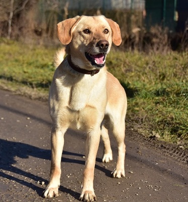 OMAR S257, Labrador-Mischling - Rüde