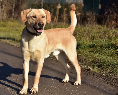 OMAR S257, Labrador-Mischling - Rüde